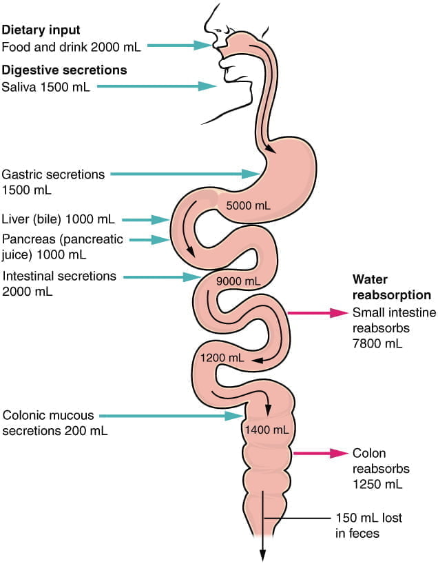 1582743364-2430_Digestive_Secretions_Absorption_of_WaterN.jpg 1582743364-2430_Digestive_Secretions_Absorption_of_WaterN.jpg