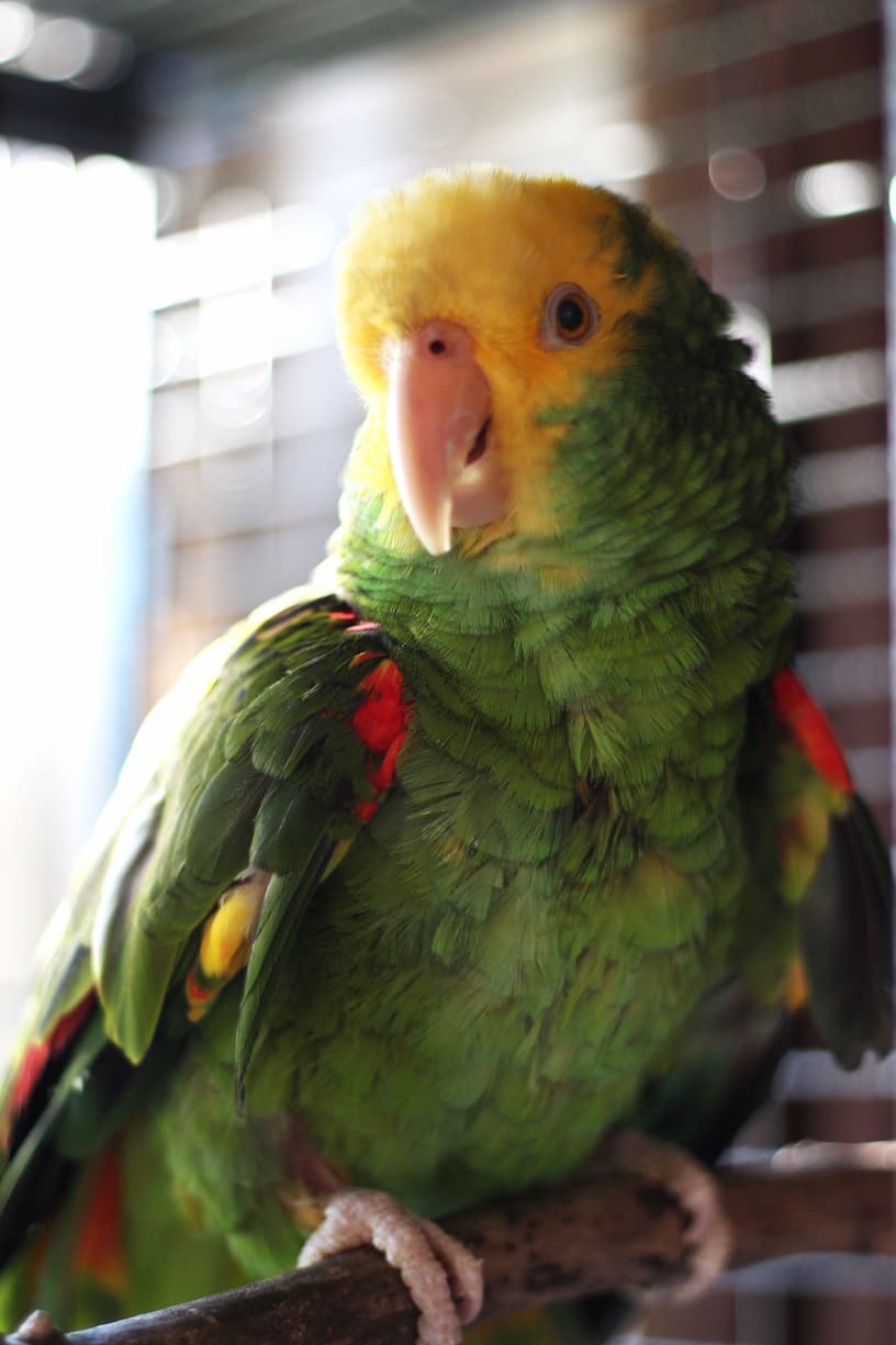 1679665435-Coco_small.jpg 1679665435-Coco_small.jpg