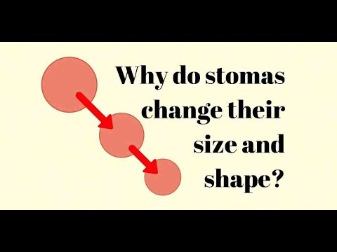 Why do stomas shrink or change size?