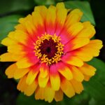 gardengypsy